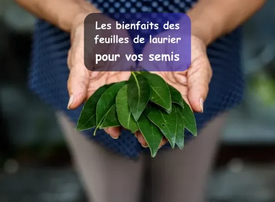 quels sont les bienfaits des feuilles de laurier pour vos semis et plantations