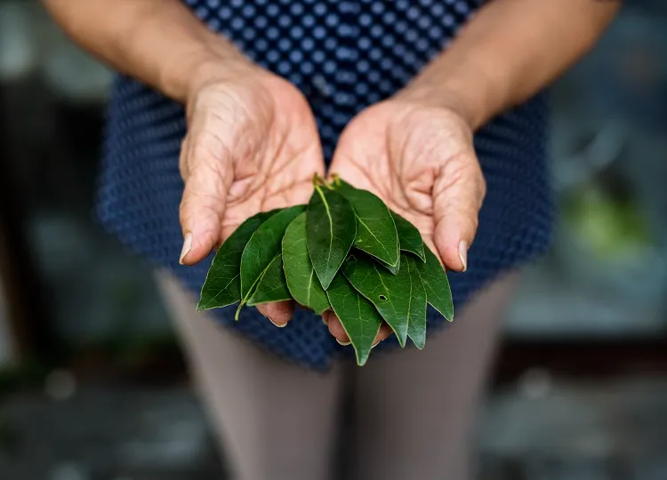 quels sont les bienfaits des feuilles de laurier pour vos semis