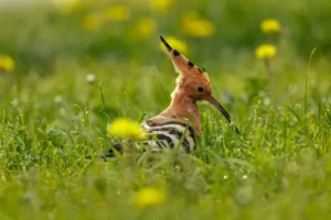 quels sont les oiseaux qui annoncent le retour du printemps