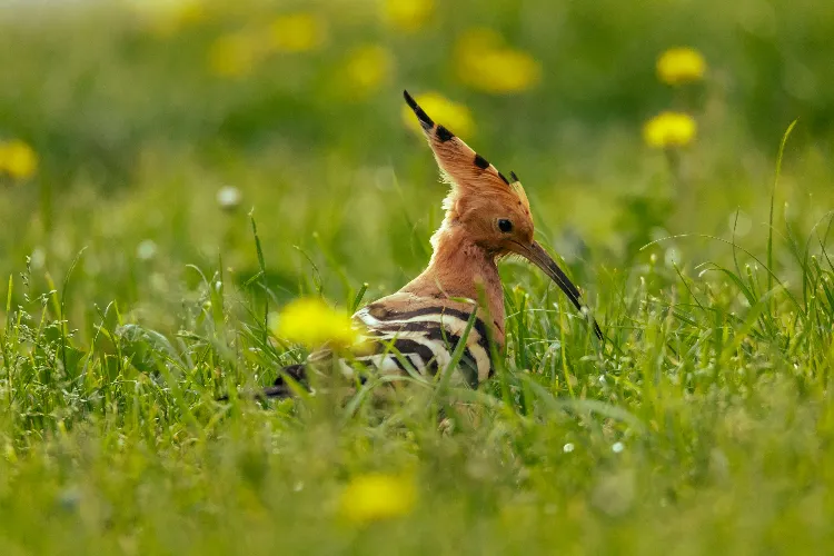 quels sont les oiseaux qui annoncent le retour du printemps