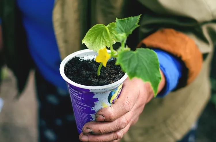 reutiliser les pot d'yaourt en plastique pour semer les légumes au printemps