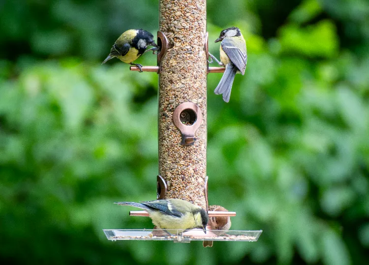 risques de maladies oiseaux