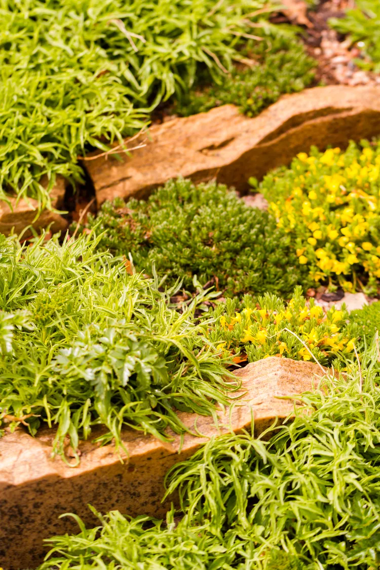 top 3 plantes vivaces mi ombre pour rocaille