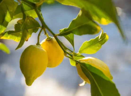 traitement mineuse du citronnier