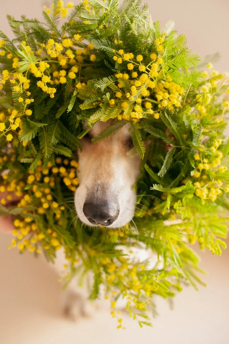 une superbe couronne de porte de mimosa pour inviter le printemps chez vous