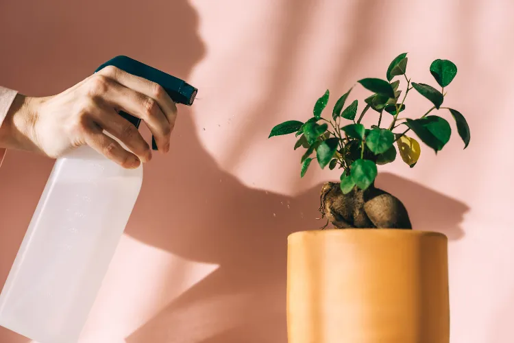 vaporiser les plantes d'intérieur avec un insecticide naturel