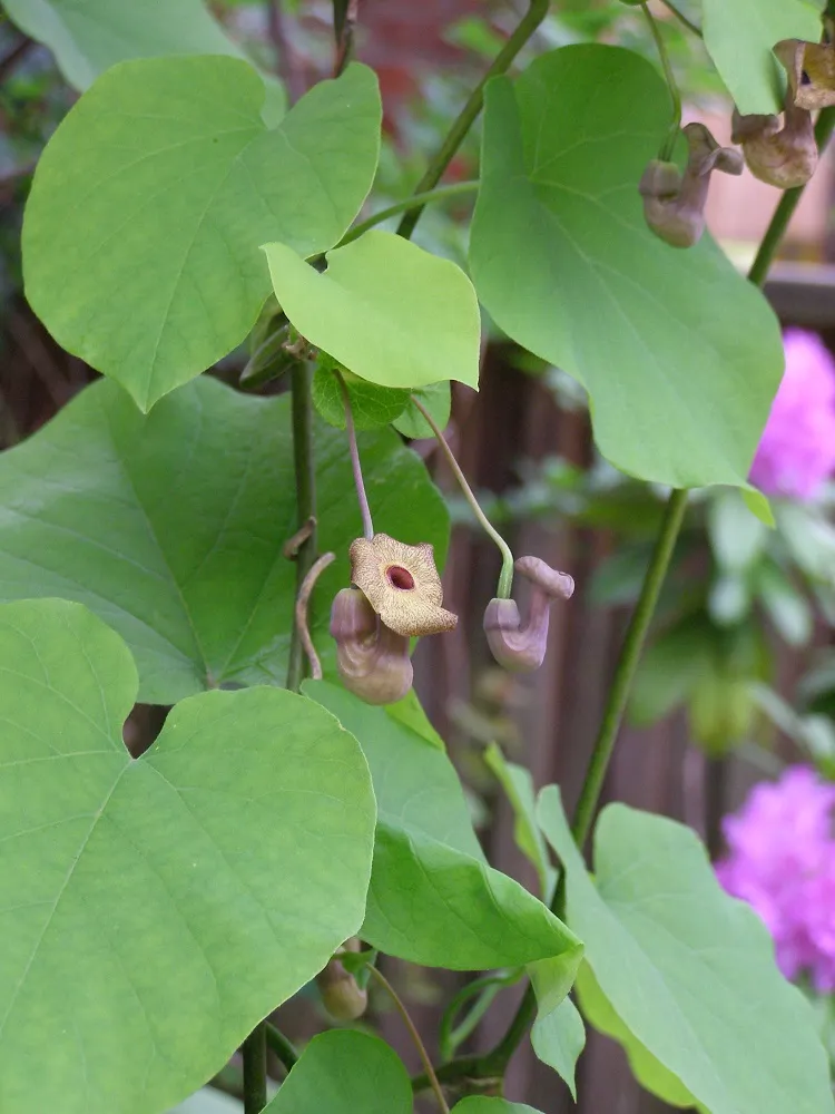 aristolochia macrophylla est une liane préhistorique fascinante