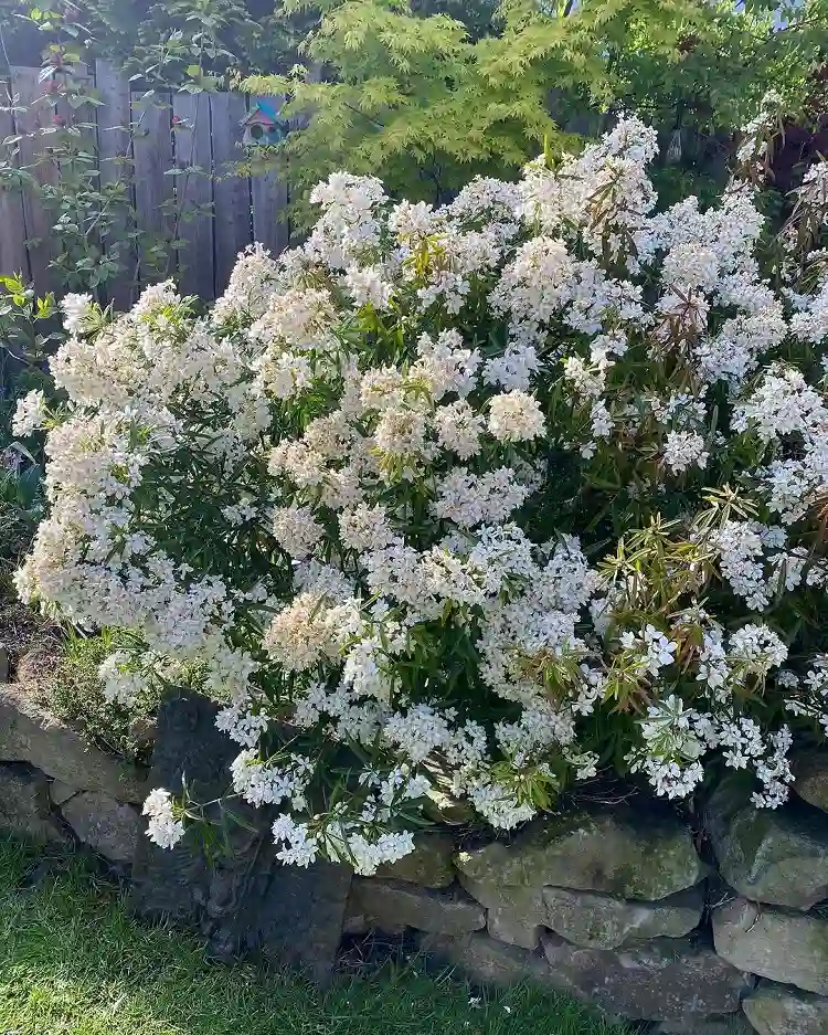 choisya en pleine terre avec une floraison abondante blanc