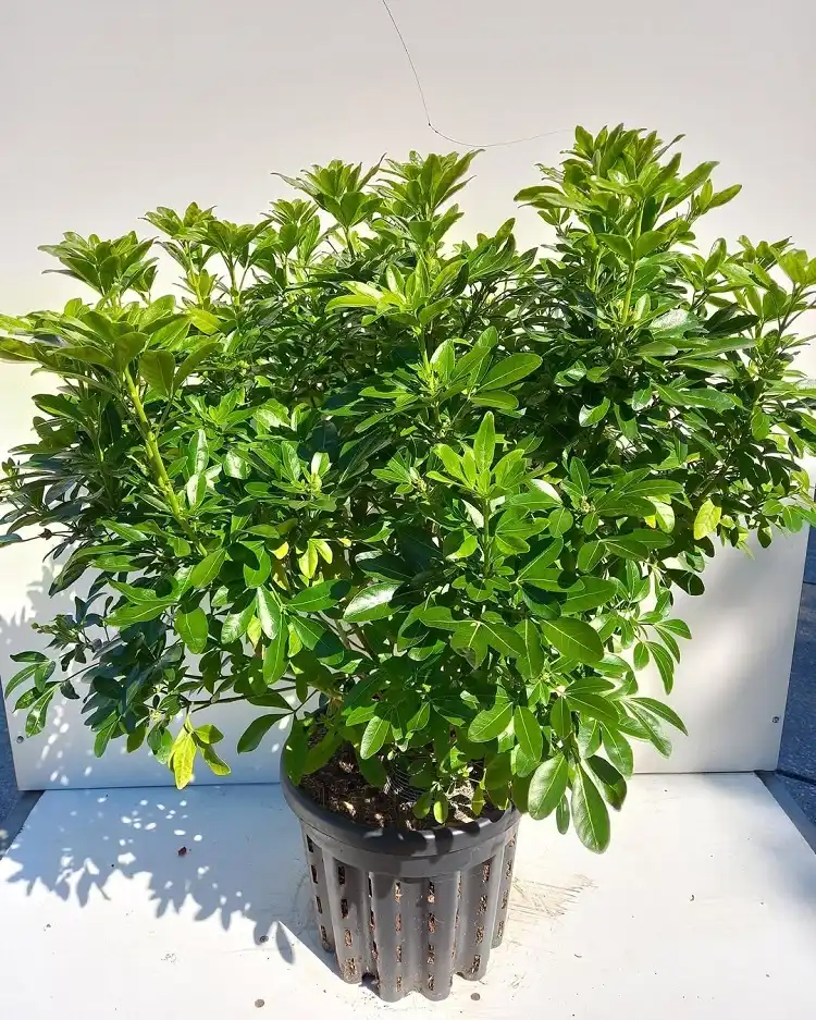 choisya en pot avec son feuillage vert persistant