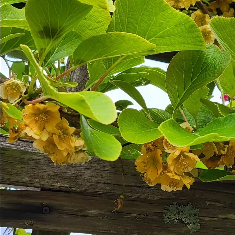 comment distinguer un plant mâle d’un plant femelle
