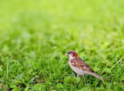 comment empêcher les oiseaux de manger des graines de gazon