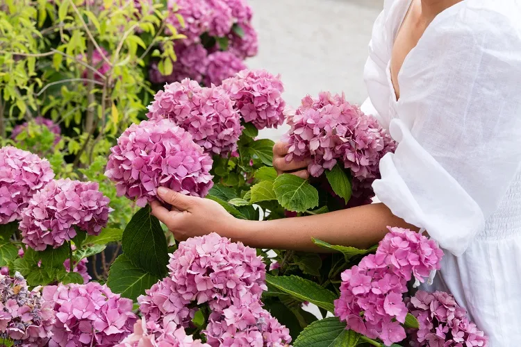 comment entretenir les hortensias en mars