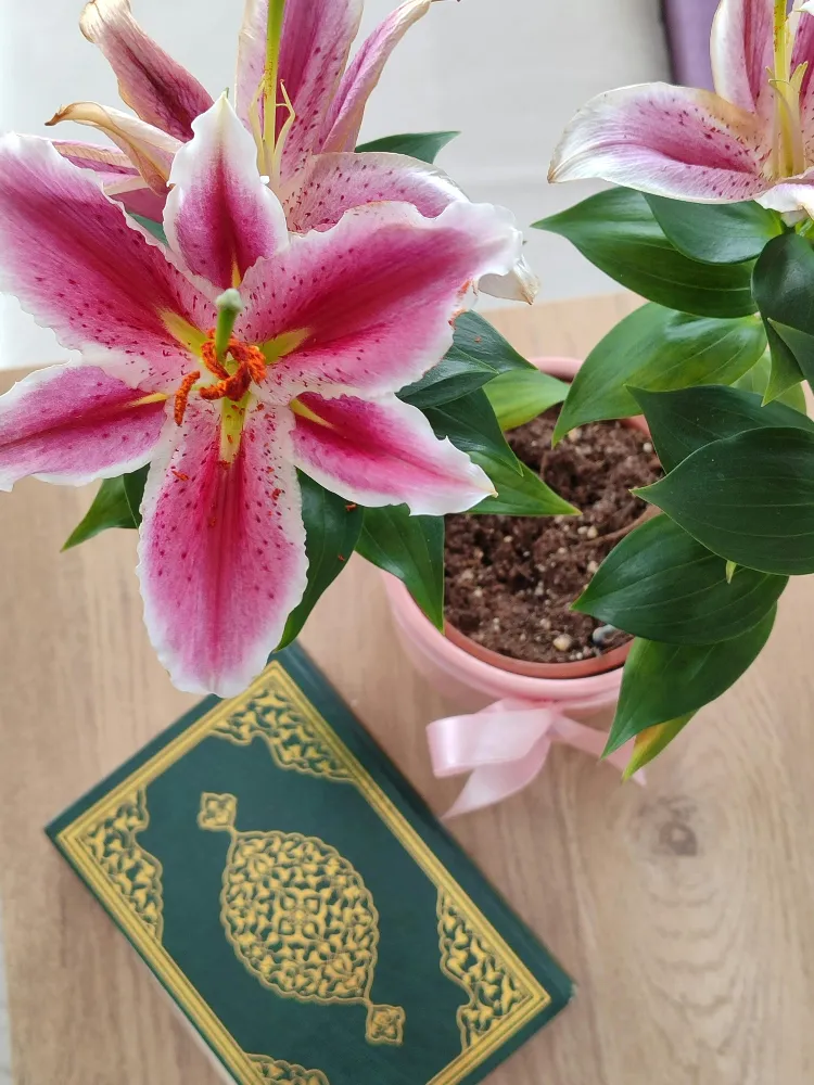 comment entretenir un lys de pâques en intérieur