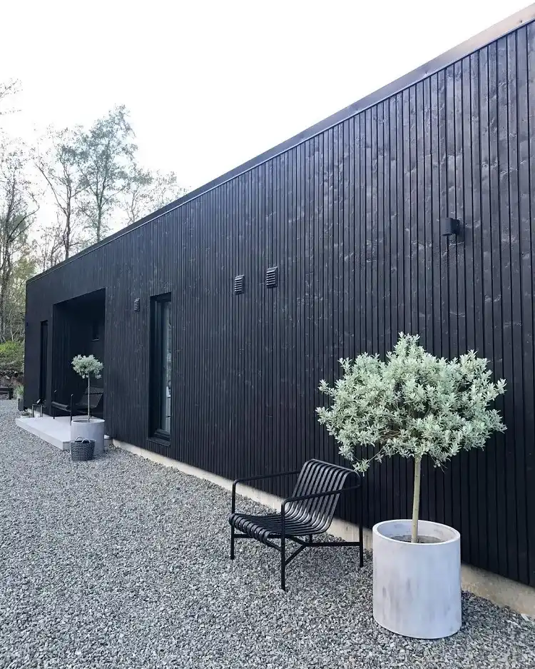 comment entretenir un salix en pot salix helvetica guide et conseils