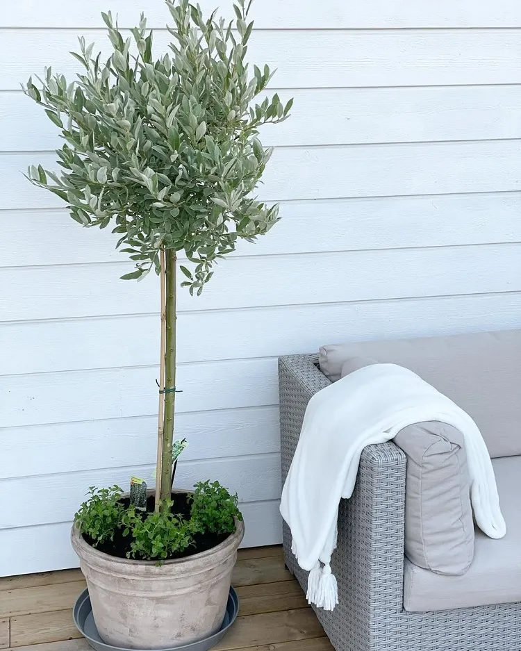comment entretenir un salix helvetica en pot