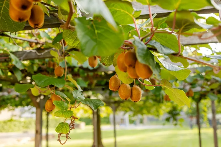 comment faire fructifier un kiwi règles d'or et facteurs clés