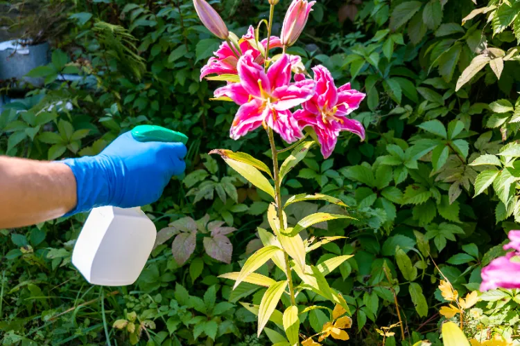 Comment protéger le Lilium des ravageurs ?