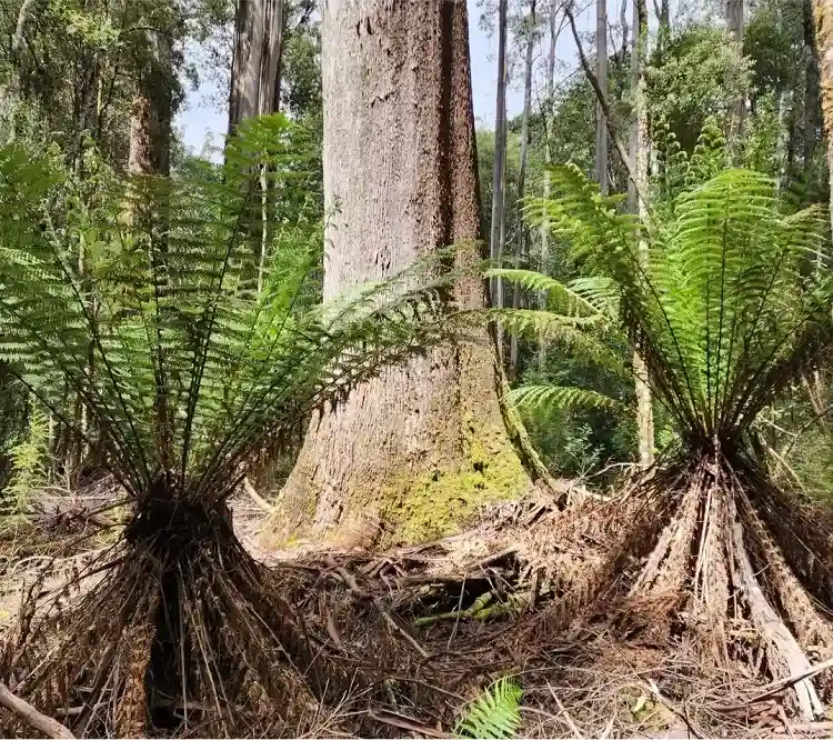 dicksonia antarctica une fougère arborescente qui a connu les dinosaures es qui existe encore aujourd'hui