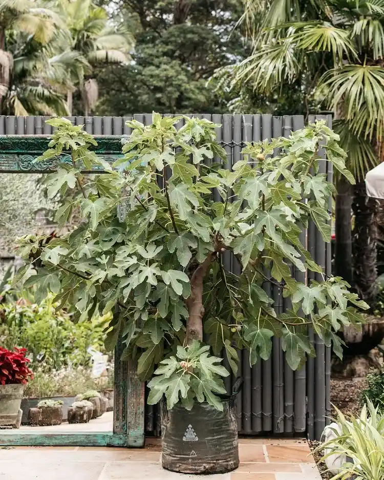 ficus carica ou figuier commun à planter au jardin en mars