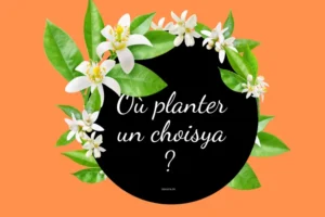 où planter un choisya