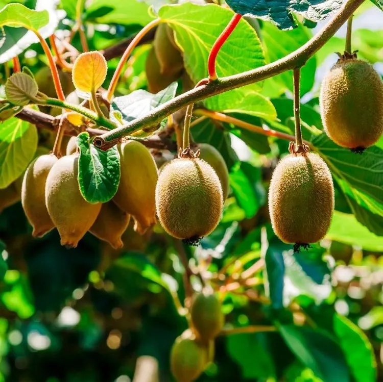 peut on cultiver du kiwi en france guide et secrets pour une culture abondante