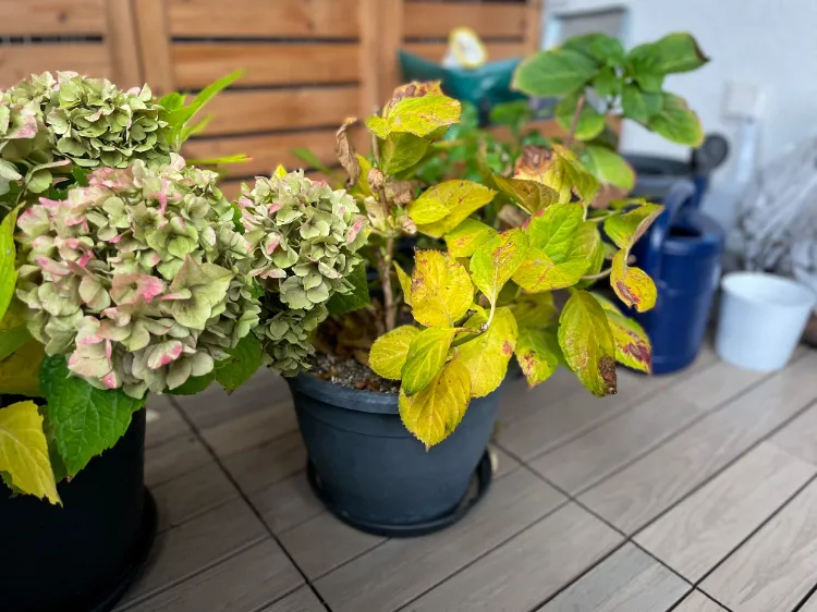 pourquoi mes hortensias ont ils des feuilles jaunies après l’hiver