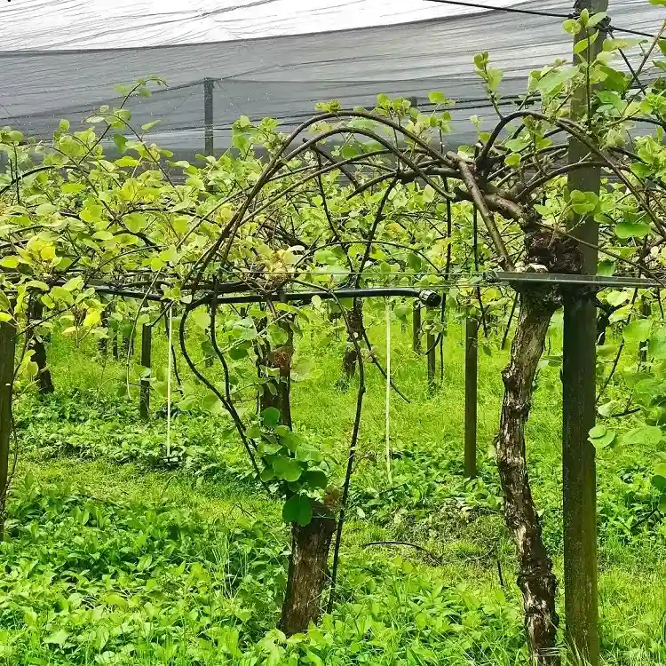 pourquoi mon kiwi autofertile ne porte t il pas de fruits