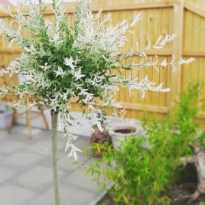 salix integra hakuro nishiki à cultiver en pot sur la terrasse ou le balcon