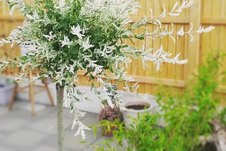 salix integra hakuro nishiki à cultiver en pot sur la terrasse ou le balcon
