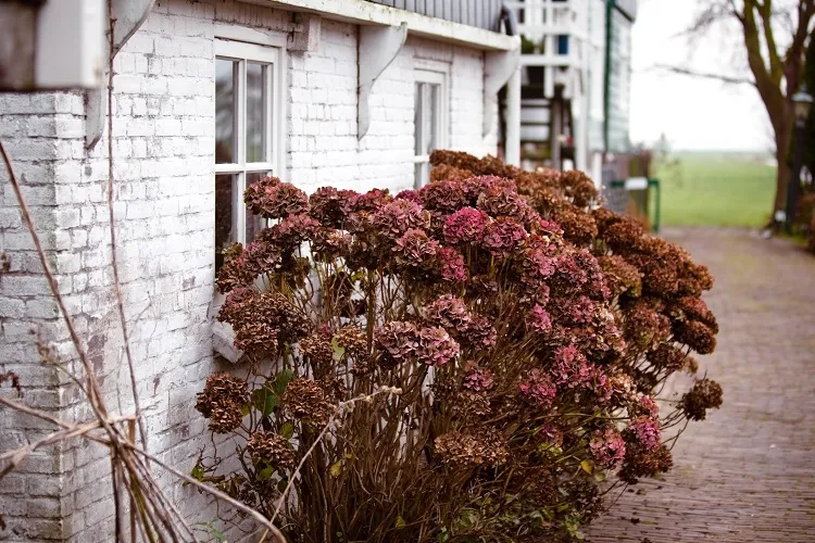 tailler les hortensias en mars après l'hiver pour booster la floraison en été
