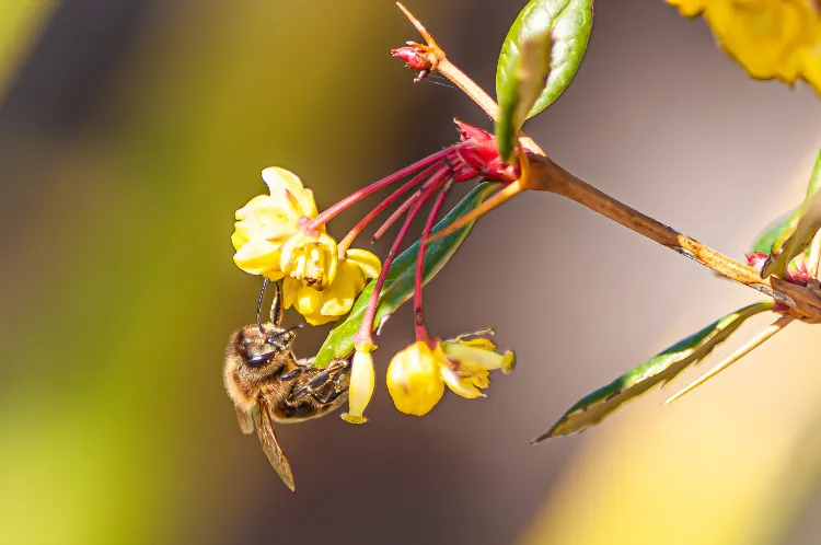 abeille sur les plantes 2025