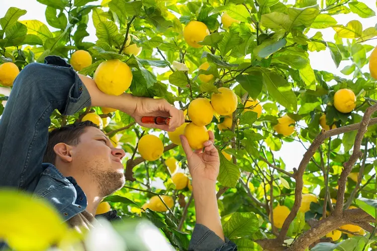 bons gestes pour entretenir les citronniers en mars sans faux pas