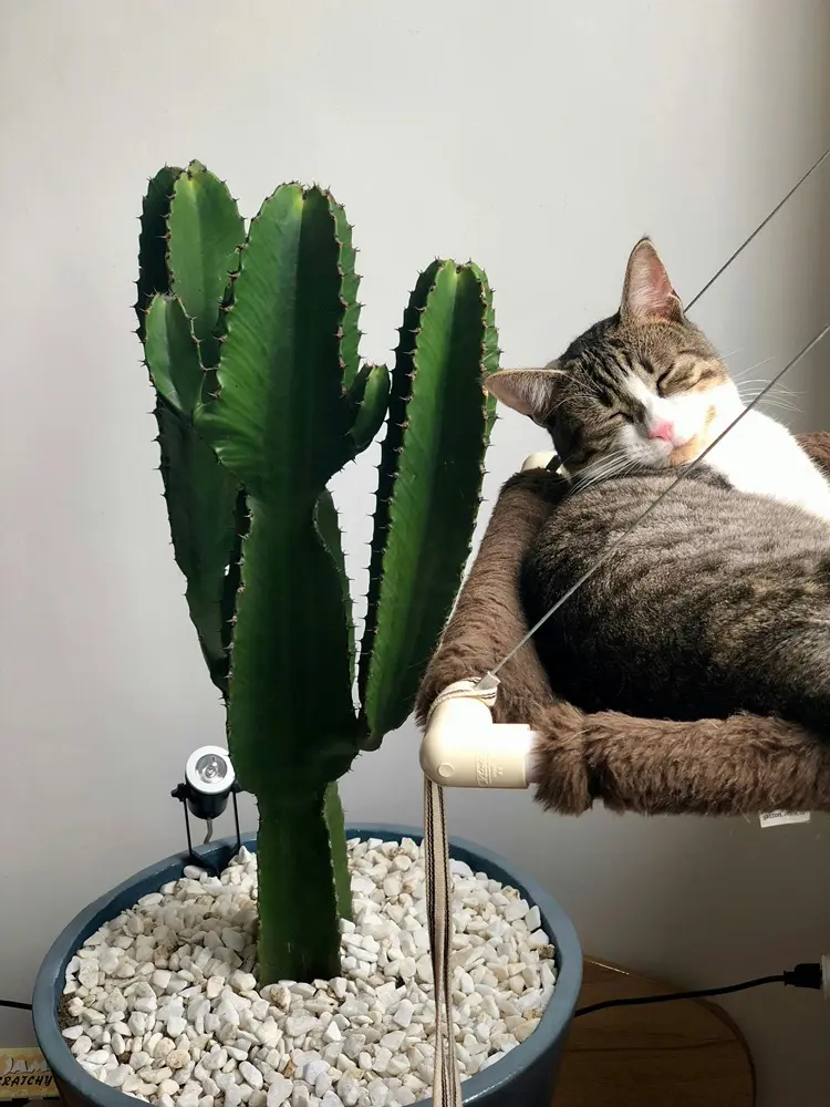 cactus western en pot, euphorbia cowboy à l'intérieur