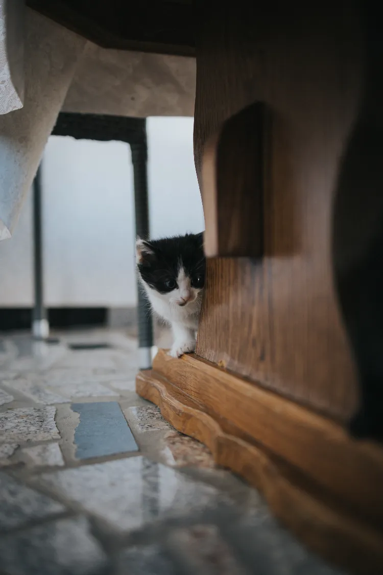chat contre les souris