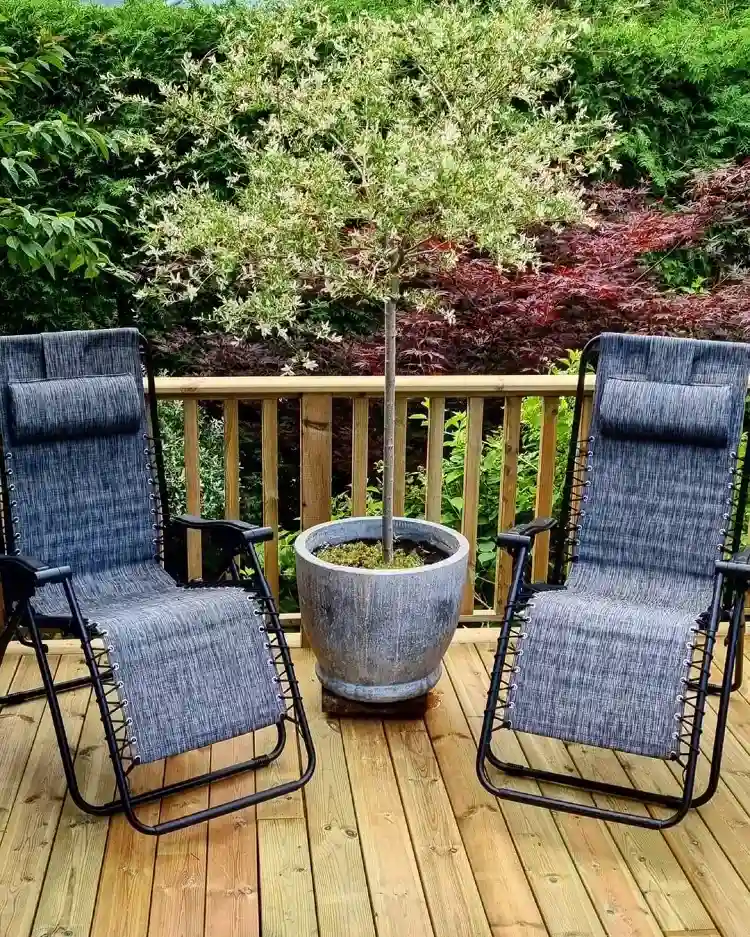 comment cultiver et entretenir un salix integra hakuro nishiki en pot sur la terrasse et le balcon