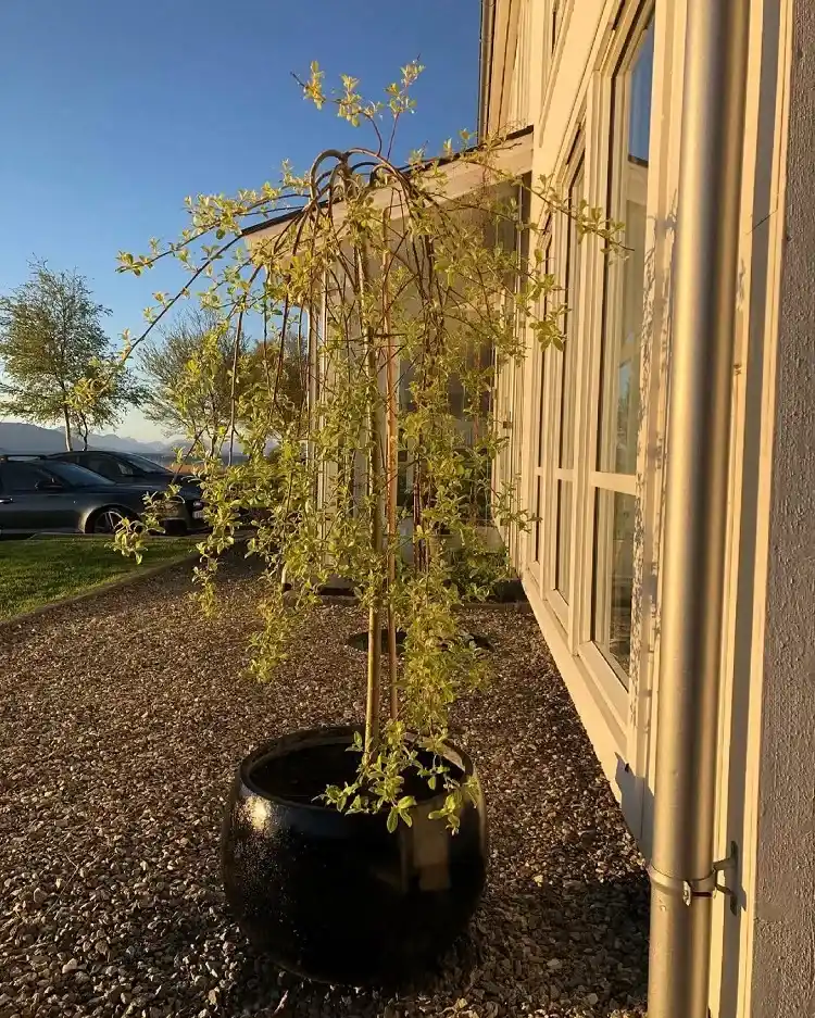 comment entretenir un salix caprea en pot conseils d'experts et guide