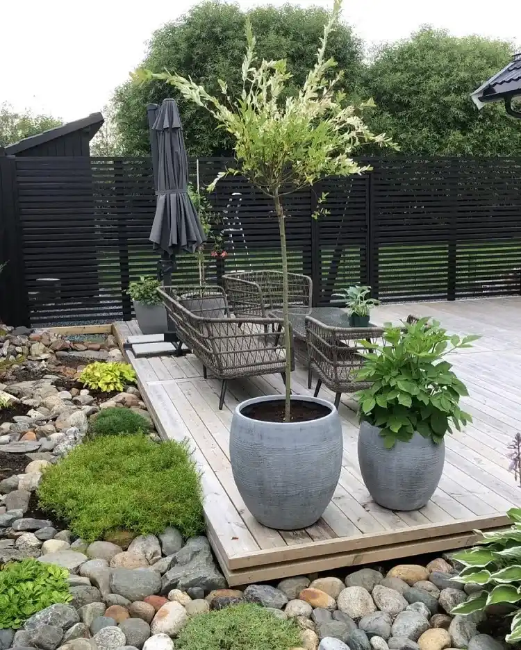 comment entretenir un salix integra hakuro nishiki en pot sur la terrasse