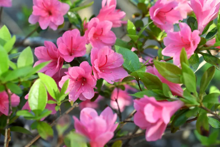 comment faire fleurir les azalées facilement