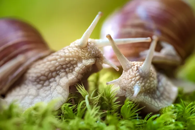 comment faire jeuner des escargots vivants