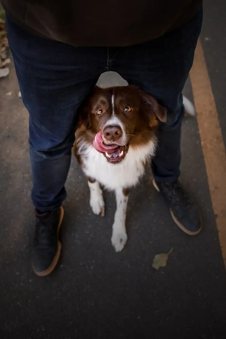 comment faire quand un chien est trop protecteur