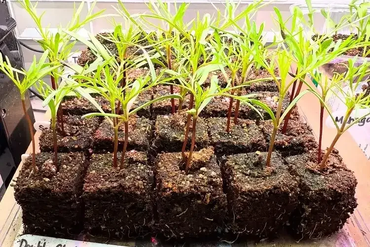 cultiver des fleurs cosmos en blocs de terre