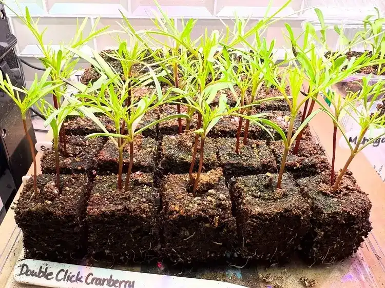 cultiver des fleurs cosmos en blocs de terre