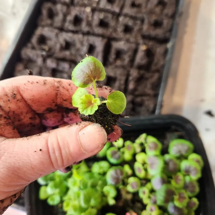 des jeunes plants de géranium en blocs de terre