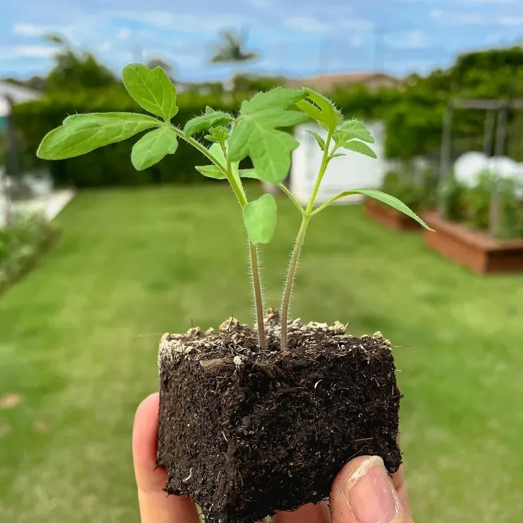 des semis de tomates cultivés en blocs de terre
