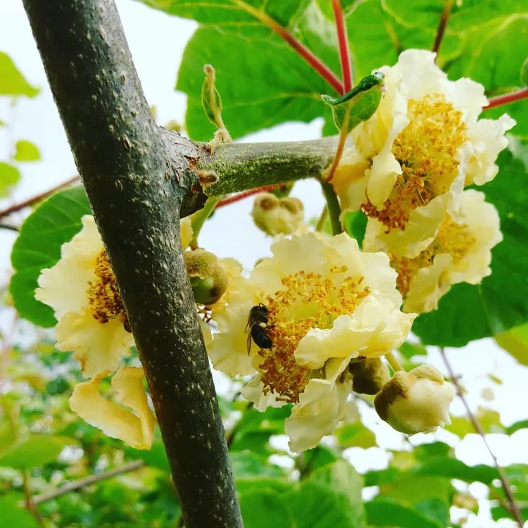distinguer une fleur mâle du kiwi