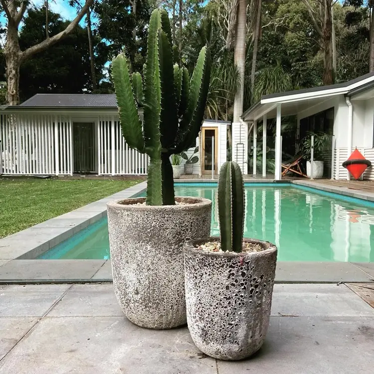 entretenir cactus cowboy