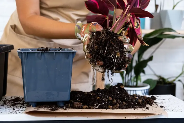 erreurs à éviter pour rempoter les plantes
