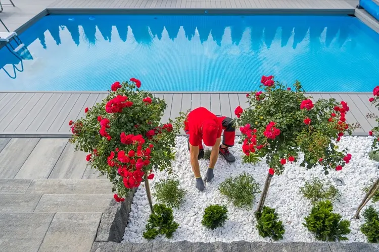 fleurs parfumées pour jardin de piscine, roses