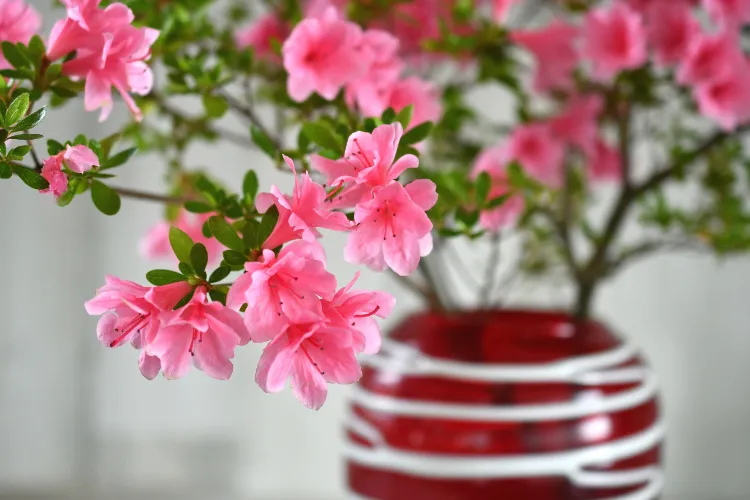 floraison azalée 2025