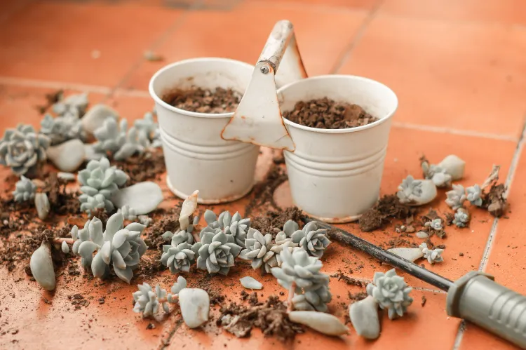 graines de succulentes sans graines